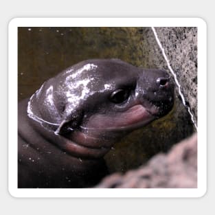 Baby Hippo Sticker